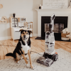 SmartWash Pet Complete Automatic Carpet Cleaner Machine, FH53010 - Image 12